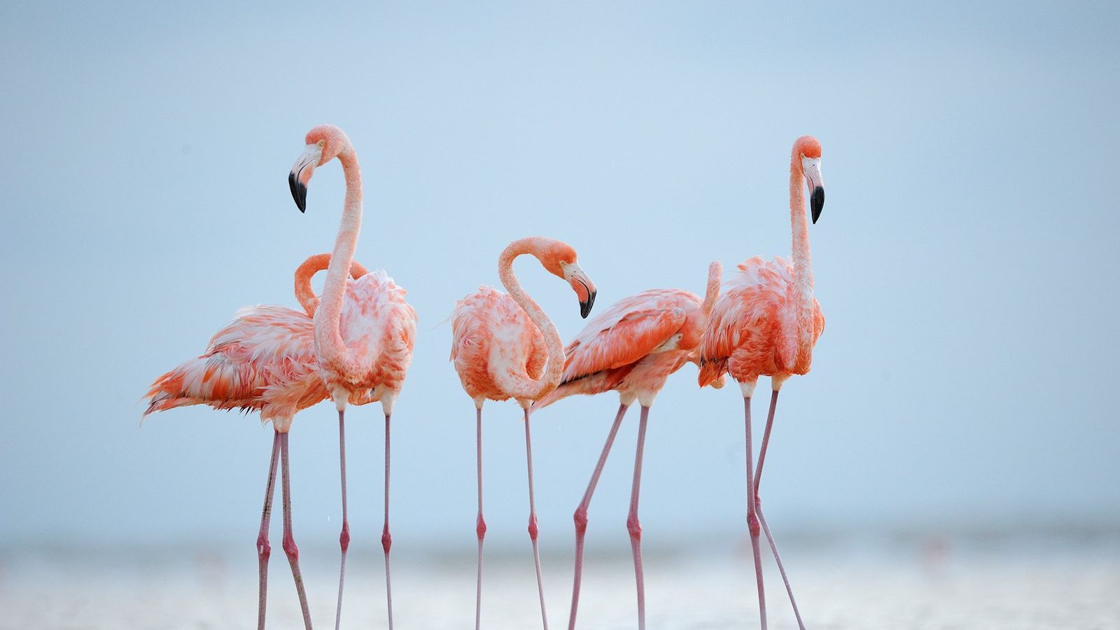 Al Parco Natura Viva di Bussolengo le nascite dei fenicotteri rosa