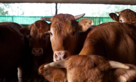 Distretti agroalimentari: record nell’export e Verona punta sempre di più sulla Germania. Exploit a doppia cifra per le nostre carni
