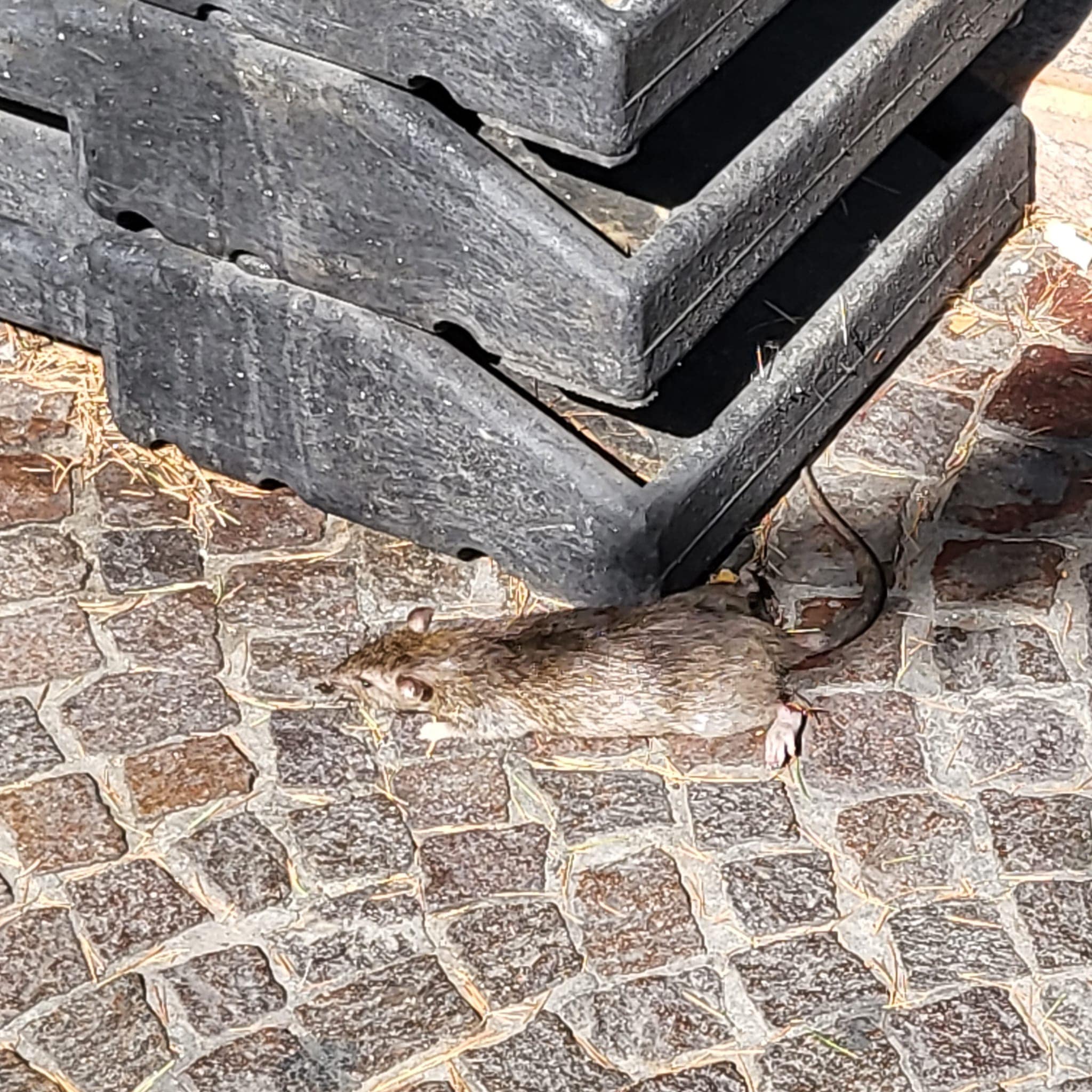 Le pantegane assediano Verona. Ferrari:  contro “Ratatouille” cittadini e turisti ci diano una mano 