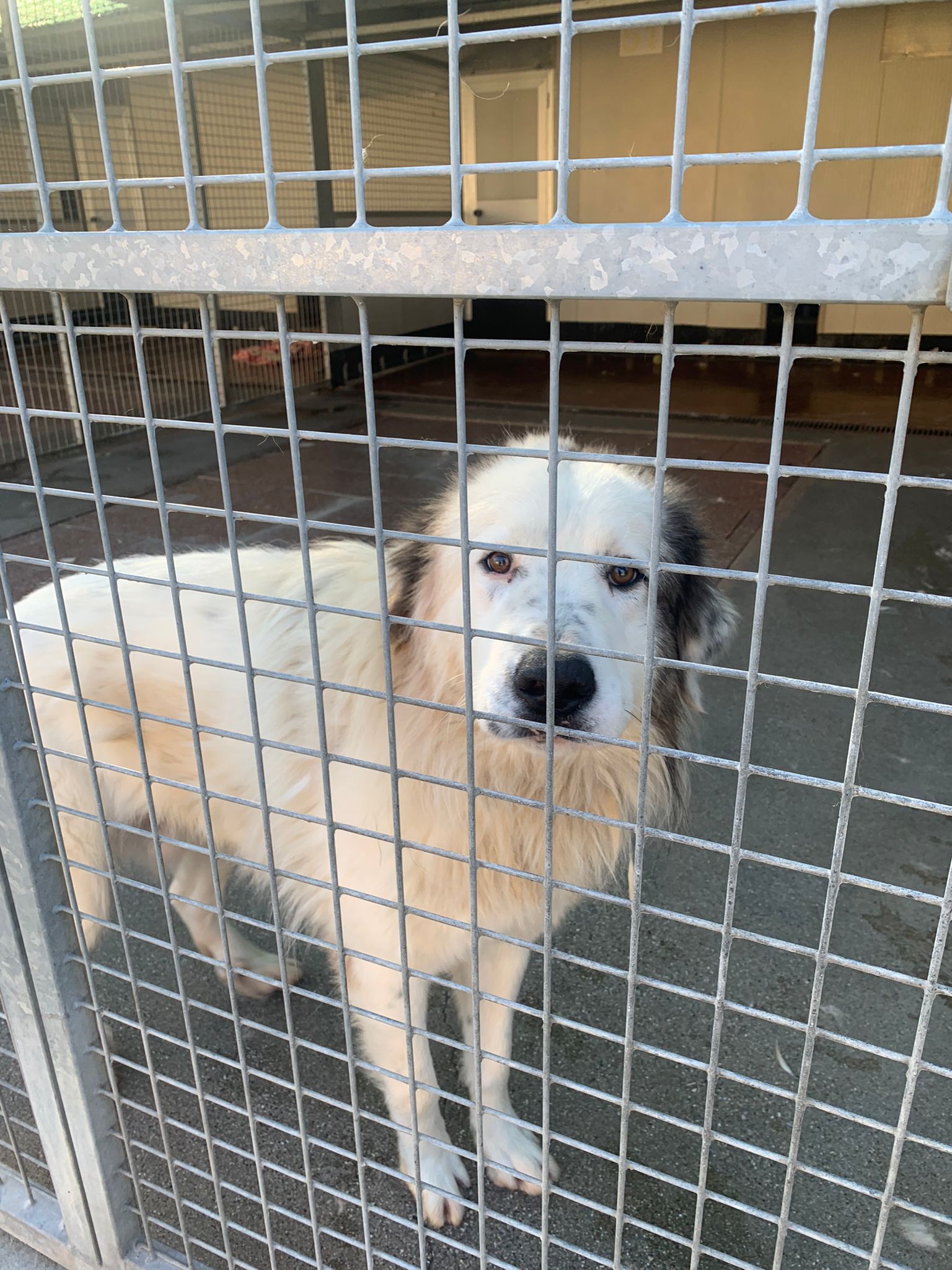 Rischio inondazione al rifugio di Merlara, la staffetta che ha messo in salvo almeno cento cani e gatti. Ora servono aiuti.