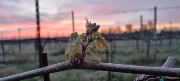 Gelate di aprile, Roma accoglie la richiesta di risarcimento avanzata dal Veneto