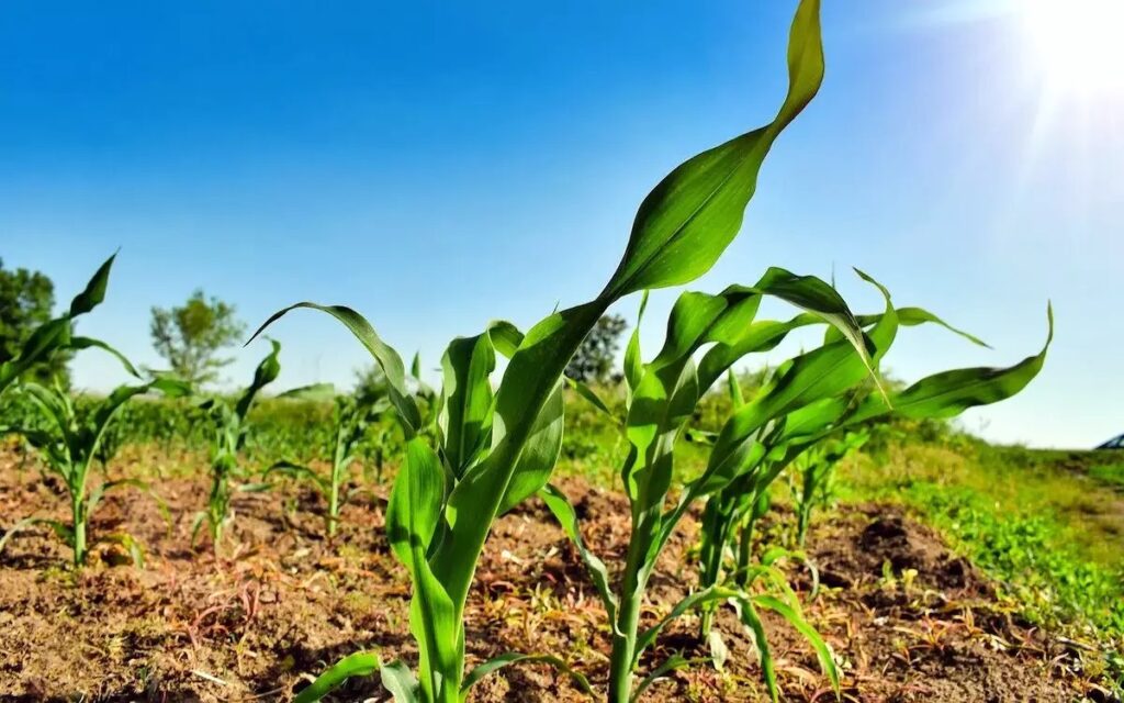 Caro energia, guerra e ostacoli per l'approvvigionamento rischiano di creare difficoltà alle forniture di fertilizzanti 1 Agricoltura 1