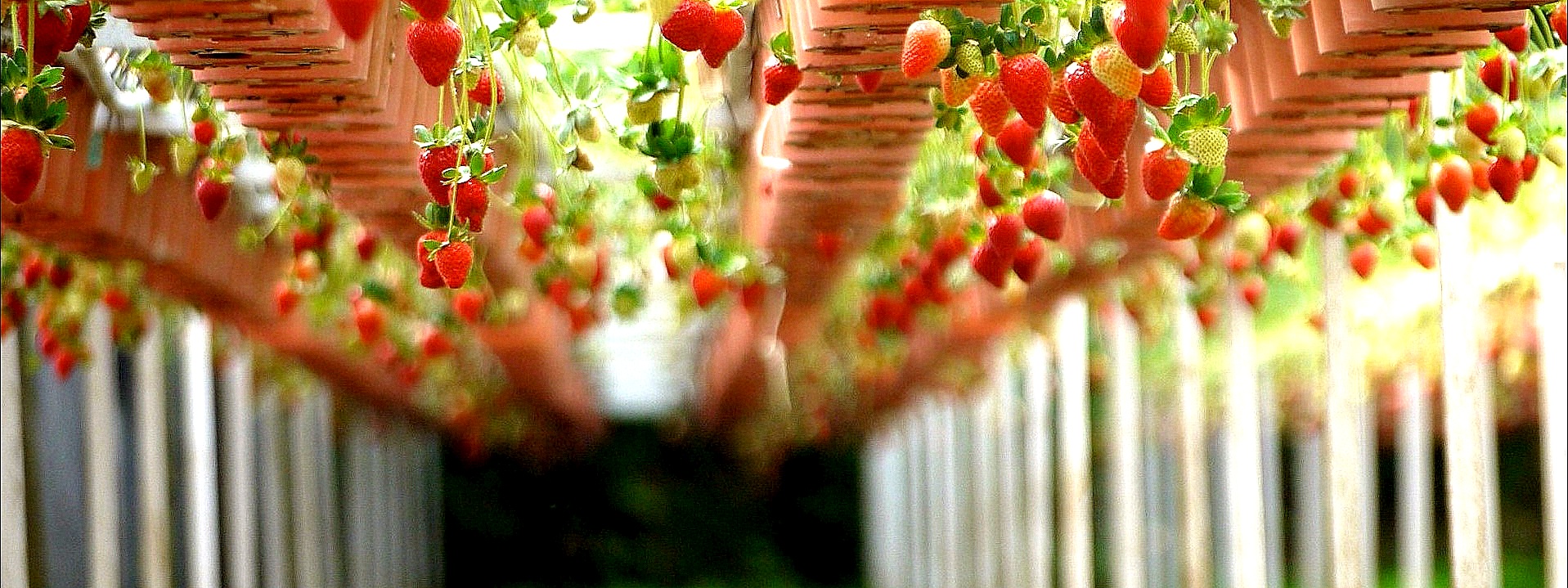 Innovazione agroalimentare, un patto pubblico-privati per creare l’ecosistema veronese di un settore trainante