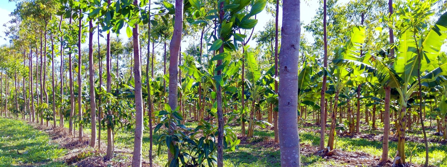 Agricoltura, tirocinio retribuito per otto giovani veneti. Competenze innovative per coltivazione agro-forestale