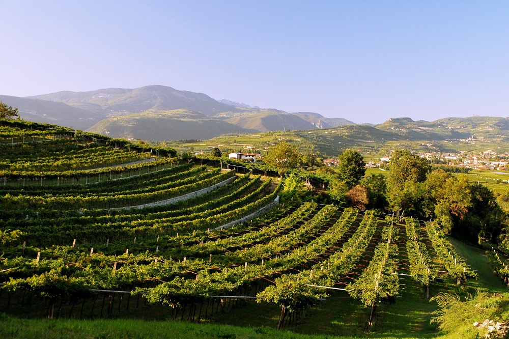 Valpolicella, cresce la domanda di rustici