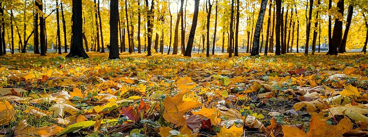 Emergenza climatica, dopo la siccità ora il caldo anomalo. L’allarme degli agronomi veronesi per le piante da frutto