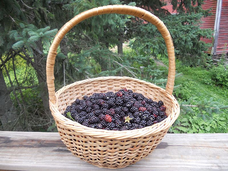 More. Ottima la raccolta, ma i prezzi pagati ai produttori sono stati più bassi rispetto a quelli pagati nel 2022. Redditizia invece la fragola quotata sopra i 2 euro al kg 2 Basket of wild blackberries
