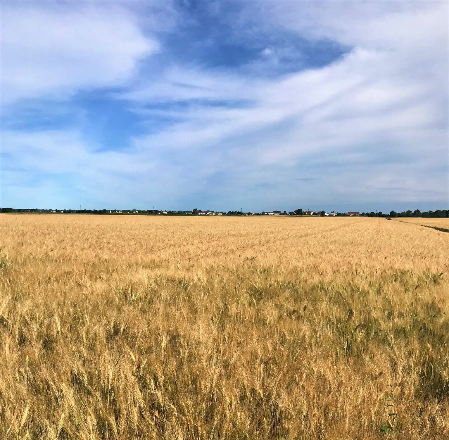 CIA Verona, quest’anno la mietitura del grano costerà il 50% nel Basso Veronese