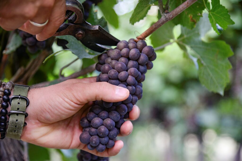 La 90ª vendemmia di Cantina Valpolicella Negrar pone l’accento sulle varietà 2 vendemmia
