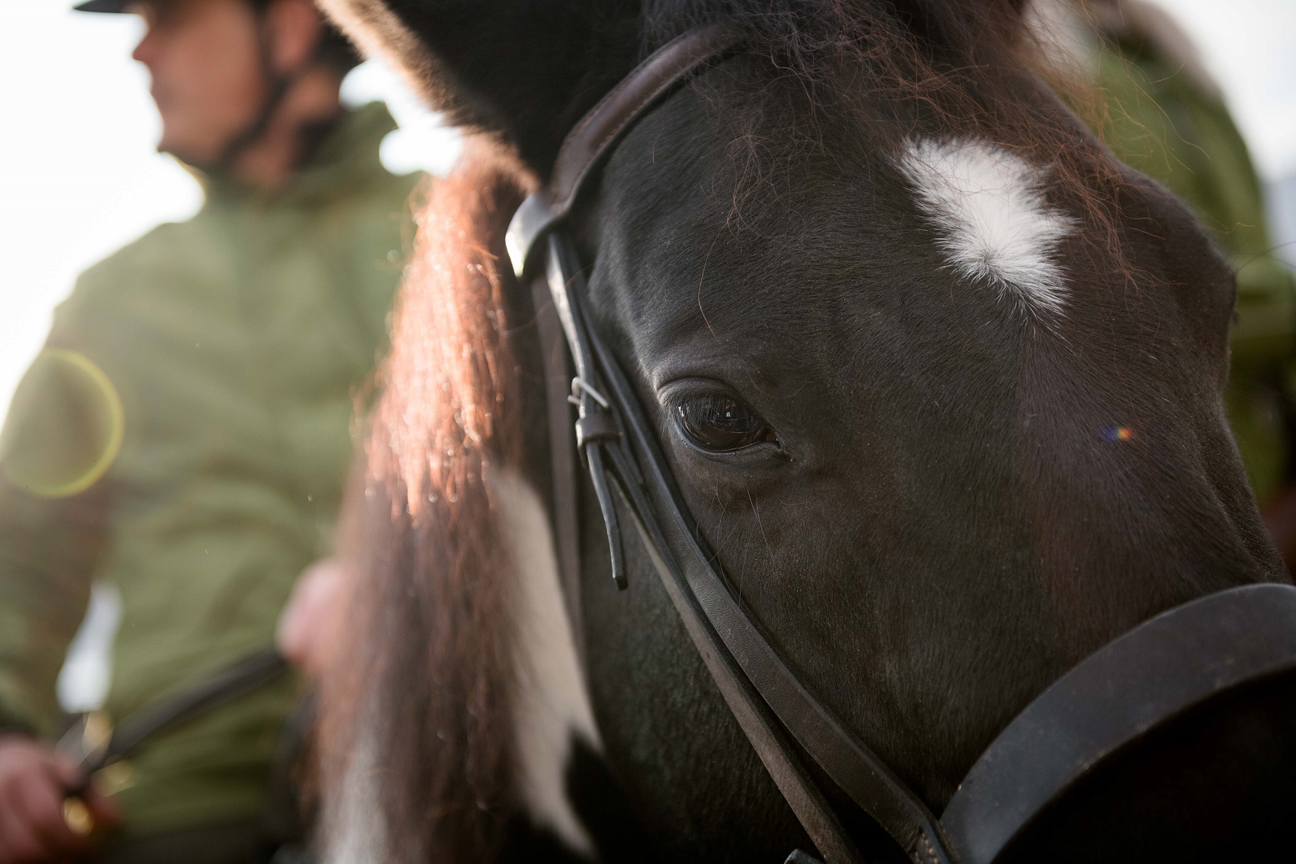 Fieracavalli 2023, la 125.ma edizione chiude con 140mila visitatori