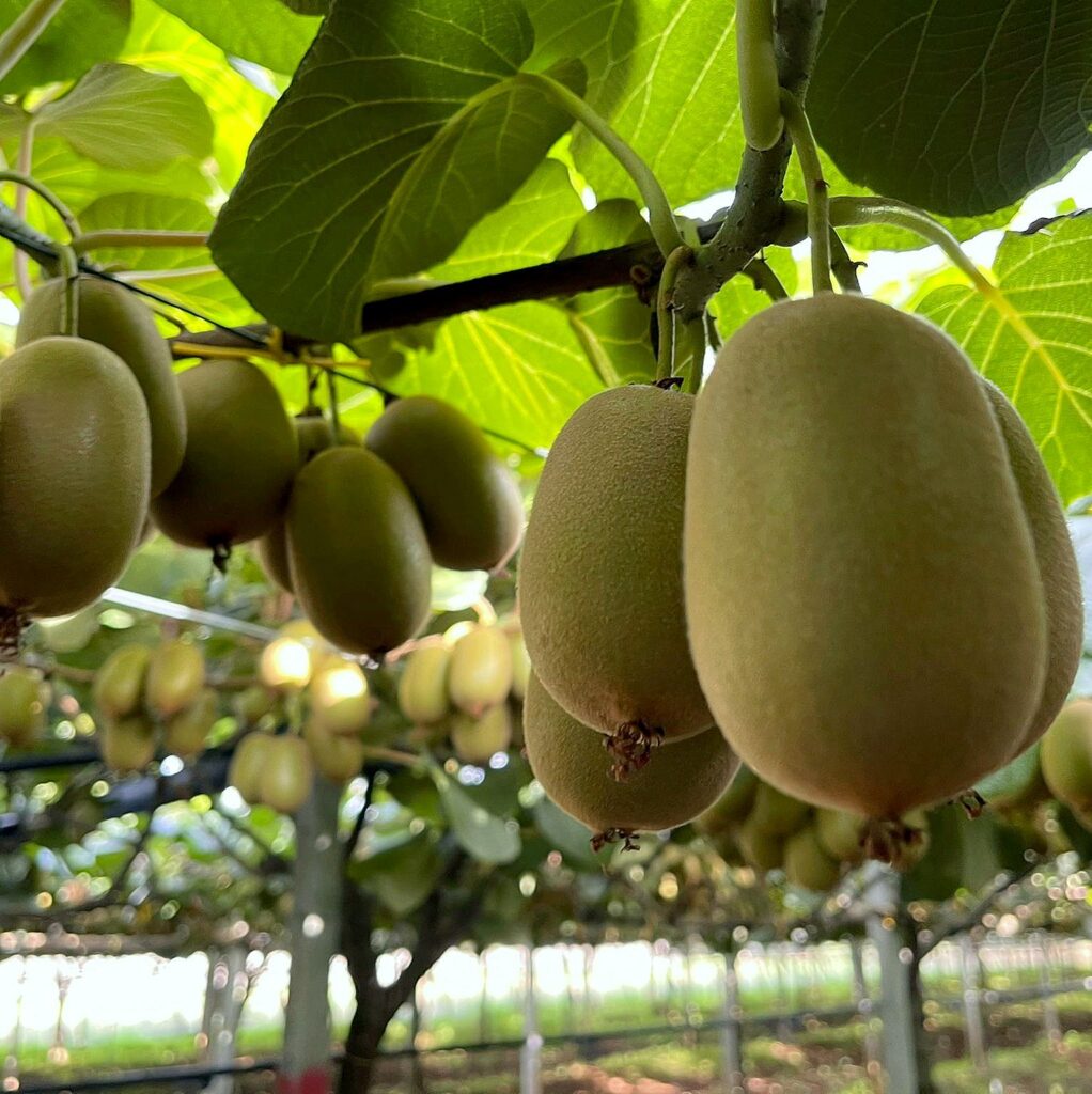 Frutta Kiwi 2