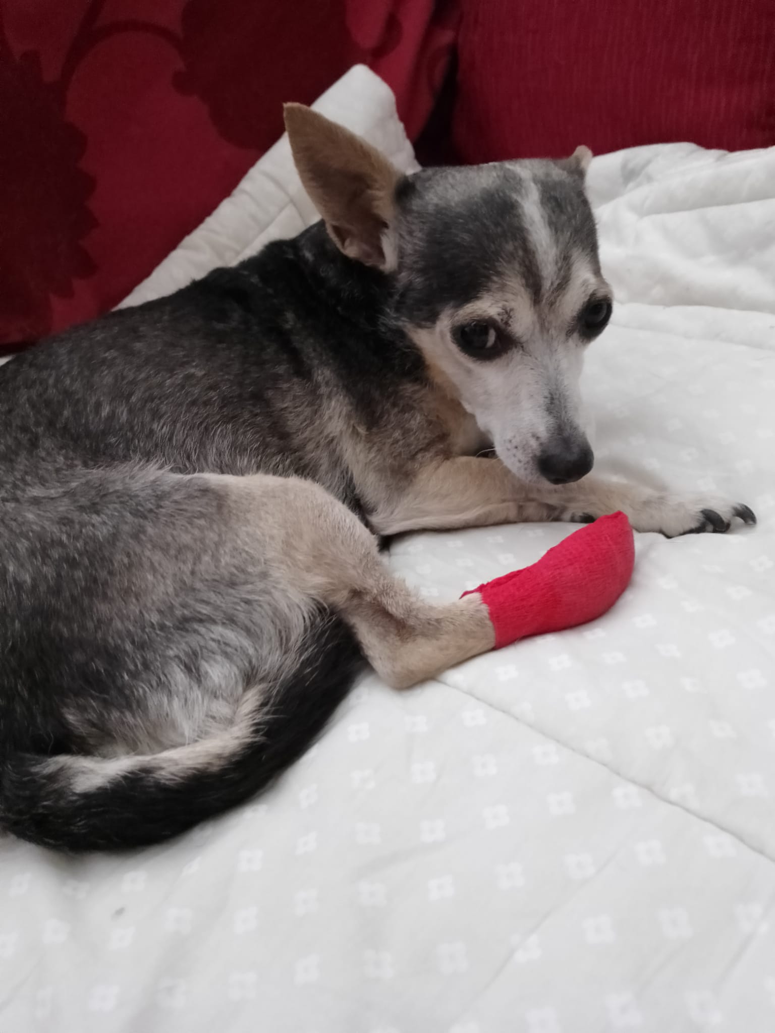 Si cercano i soccorritori di una cagnolina in via Porta Catena