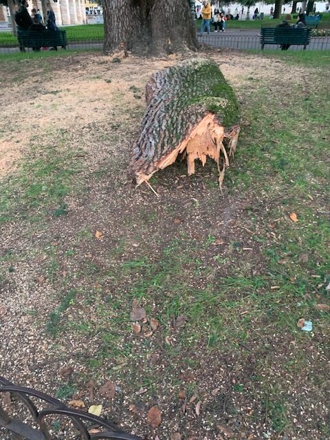 Ramo caduto in piazza Bra. Ma il cedro va salvato 1 Ramo caduto in piazza Bra. Ma il cedro va salvato