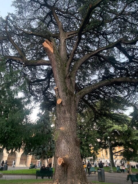 Ramo caduto in piazza Bra. Ma il cedro va salvato