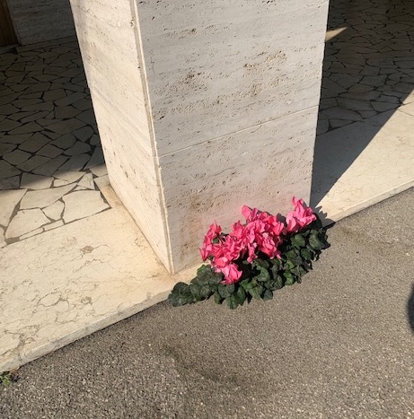 Il ciclamino nato sul marciapiede. Un messaggio della natura che dobbiamo raccogliere 