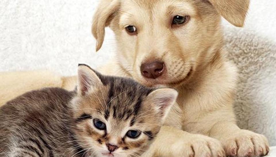 Tutela degli animali, uno sportello anti-maltrattamenti