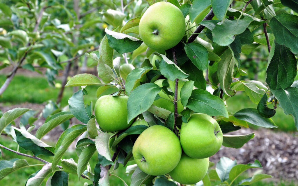 Mela veronese, nuova identità e un look più riconoscibile. Aspettando la IGP la produzione 2022 è cresciuta del 47% 1 Mele Granny Smith