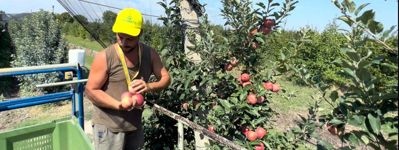 Coldiretti Verona e BCC Veneta lanciano un progetto per supportare il passaggio generazionale nelle aziende agricole