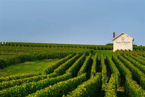 Champagne: dimezzate le rese della vendemmia 2020 che si fermerà a 230 milioni di bottiglie. Crolla il reddito dei coltivatori