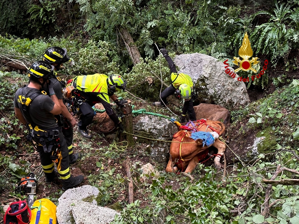 I vigili del fuoco salvano due bovini caduti in un Vajo. 2 Photo 1690869488147