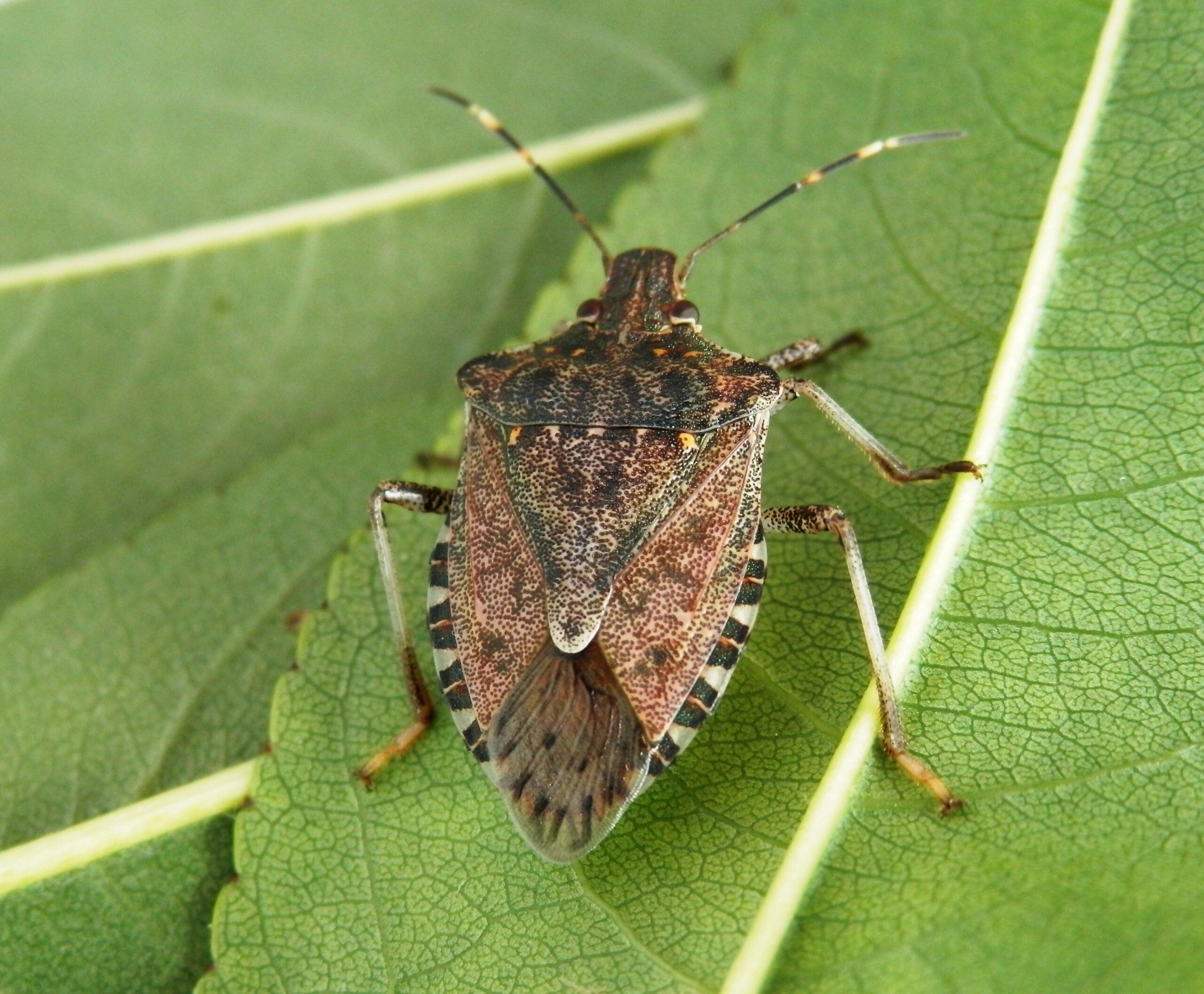 Cimice asiatica, è allarme per un’elevata presenza su drupacee e peri