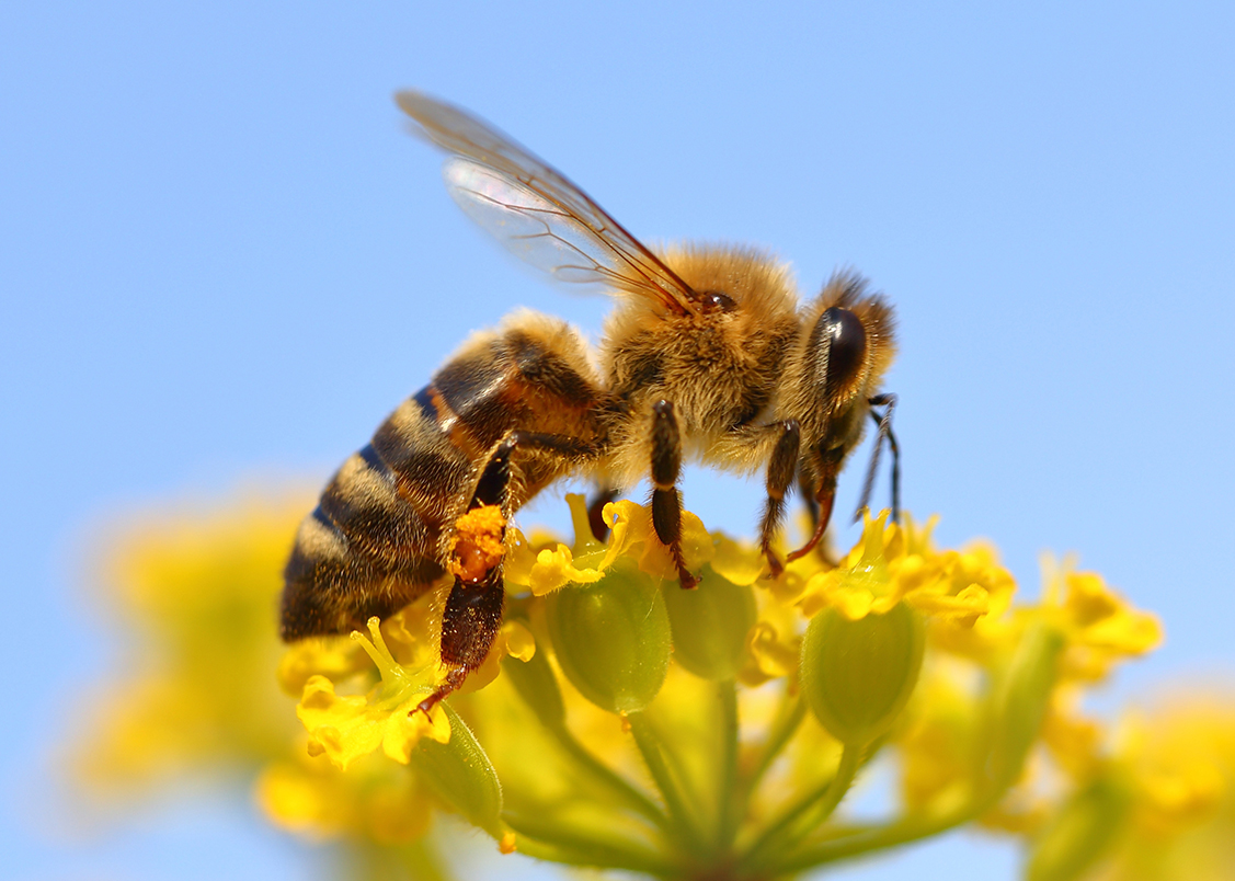 Consorzi di bonifica, “modello Marche” per salvare la biodiversità. Piano da 10mila nuovi invasi