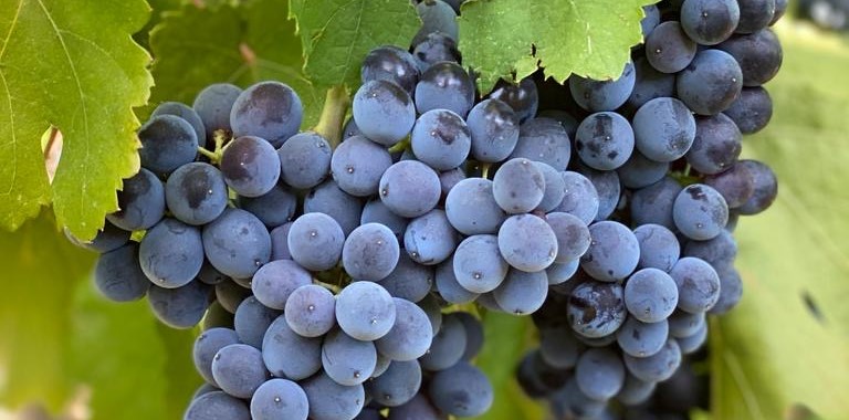Nero d'Avola, cinque interpretazioni da portare in tavola questo autunno: la degustazione 1 SDOC NerodAvola 1