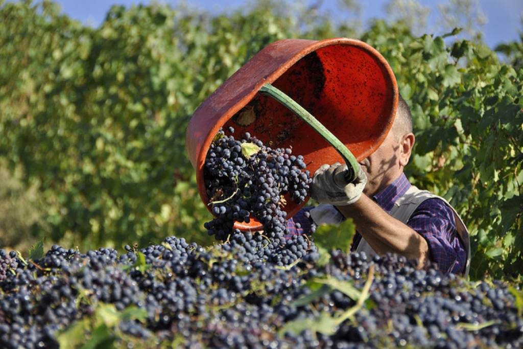Vendemmia, si inizia a Ferragosto. Raccolto più scarso, ma stato di salute delle uve ottimo