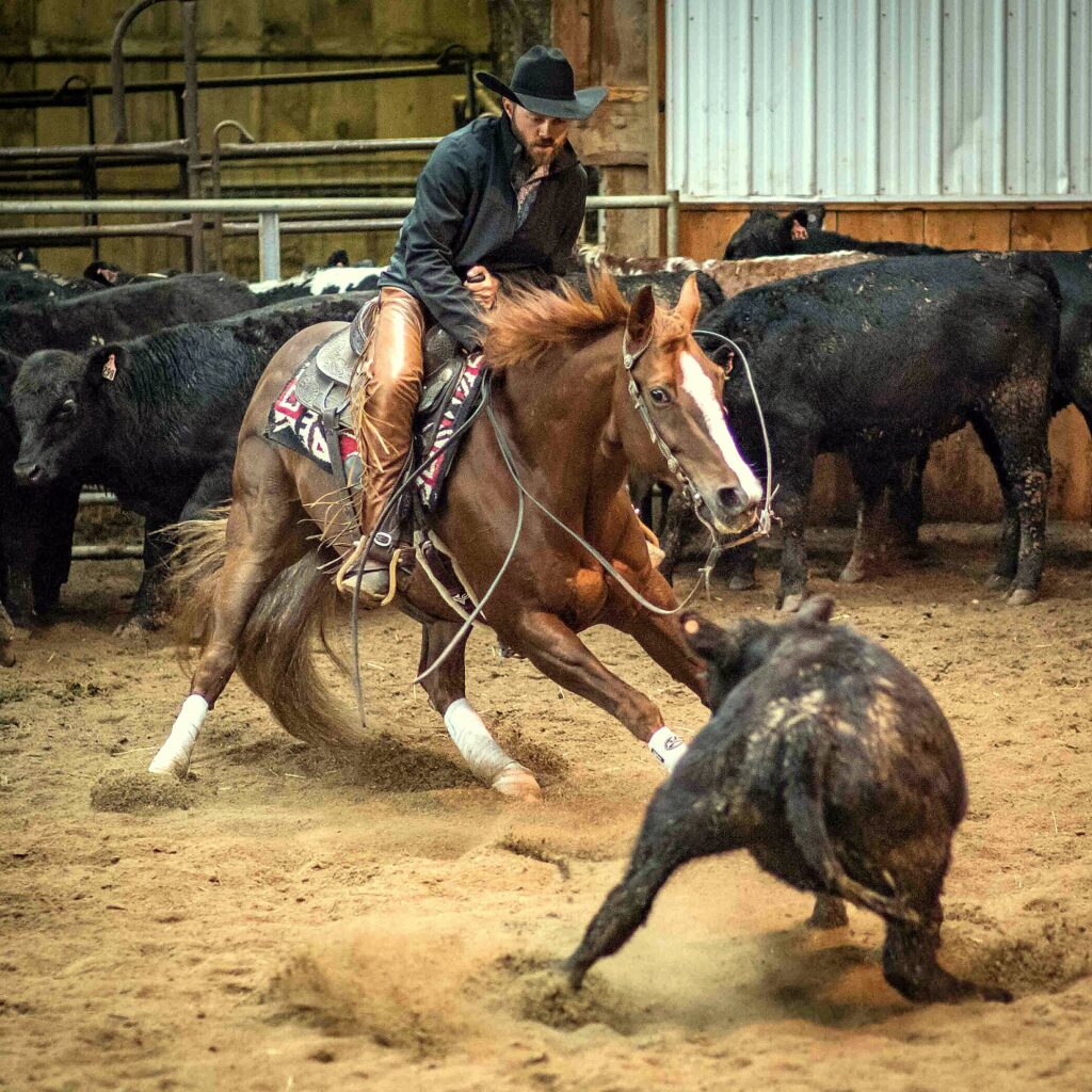 Western horses 3