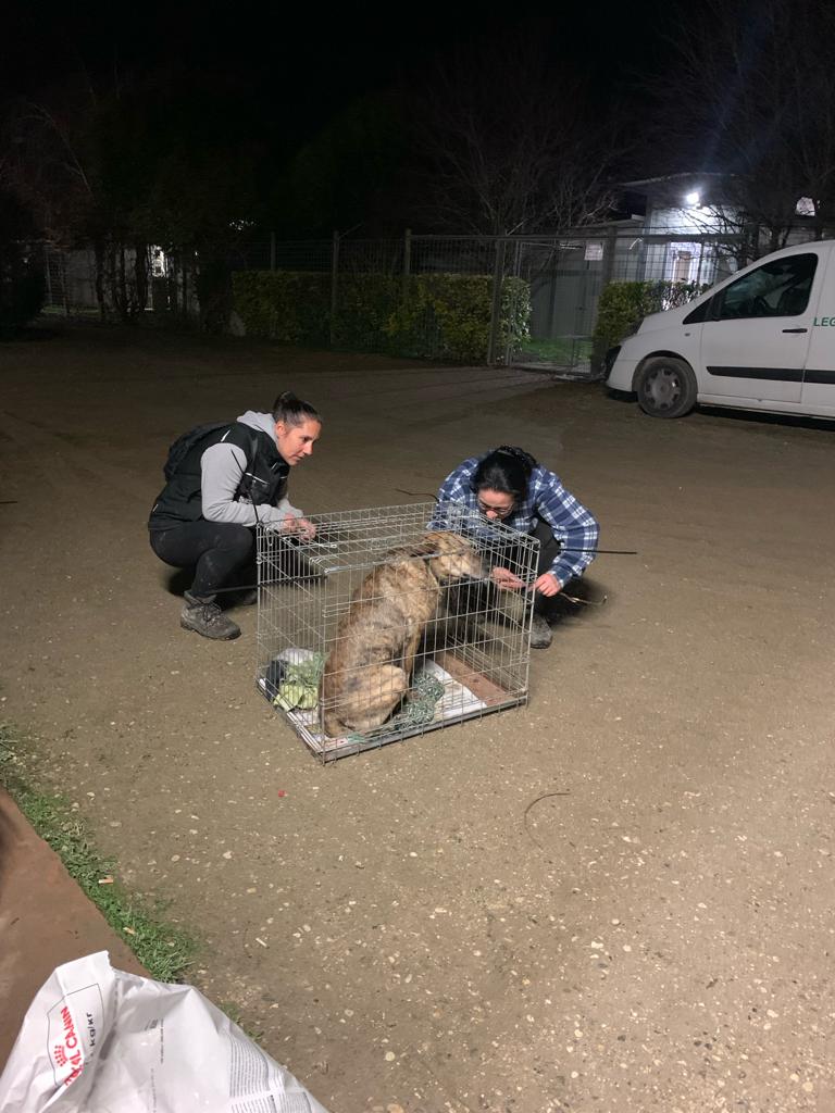 Rischio inondazione al rifugio di Merlara, la staffetta che ha messo in salvo almeno cento cani e gatti. Ora servono aiuti. 3 WhatsApp Image 2024 02 29 at 11.29.161