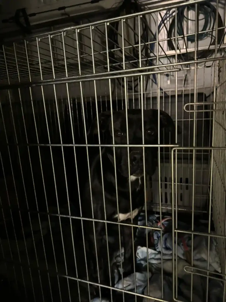Rischio inondazione al rifugio di Merlara, la staffetta che ha messo in salvo almeno cento cani e gatti. Ora servono aiuti. 2 WhatsApp Image 2024 02 29 at 11.29.56