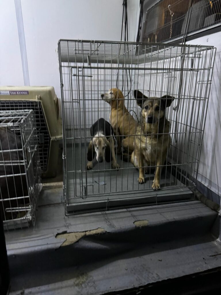 Rischio inondazione al rifugio di Merlara, la staffetta che ha messo in salvo almeno cento cani e gatti. Ora servono aiuti. 4 WhatsApp Image 2024 02 29 at 11.29.57