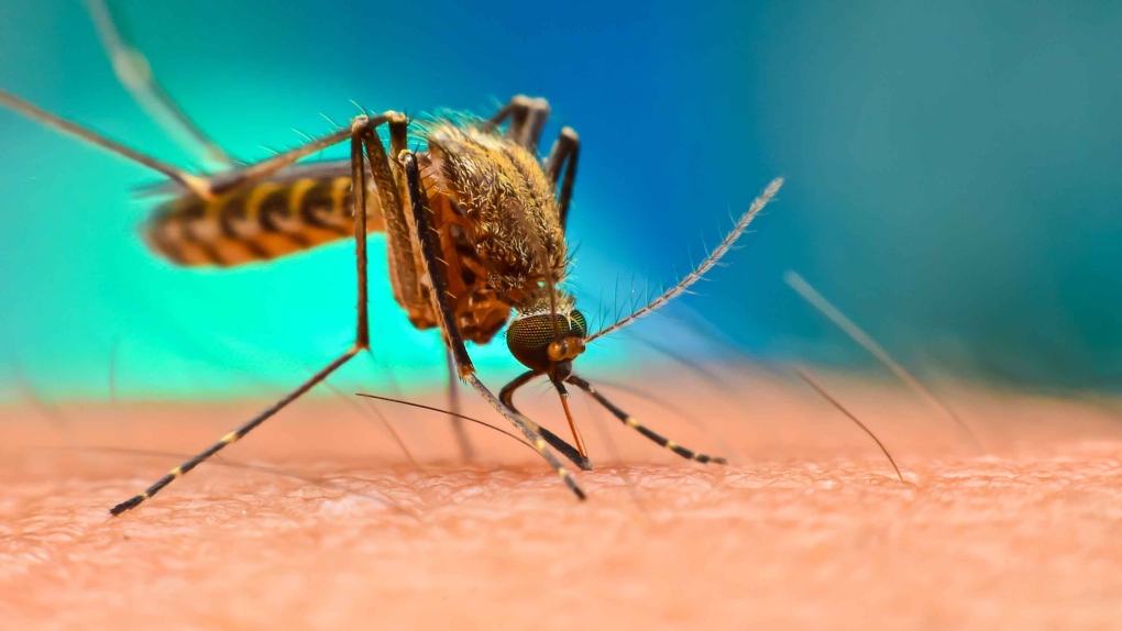 West Nile. Primo morto in Veneto nel 2024