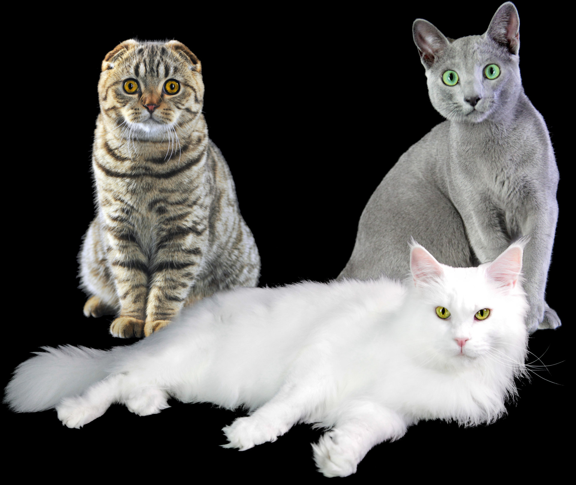 Verona capitale del regno felino. In arrivo i gatti più belli del mondo