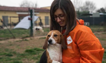 Sospesa la sperimentazione su 2000 Beagle di Aptuit. Vittoria storica per la LAV
