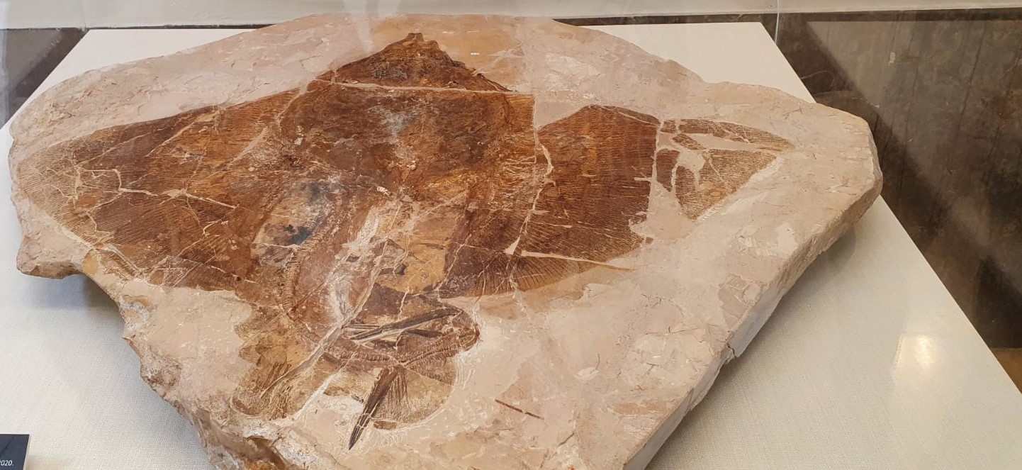 Bolca, i nuovi eccezionali ritrovamenti in una mostra al Museo di Storia naturale
