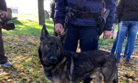 E’ morto Pico, il primo cane antidroga della Polizia municipale scaligera