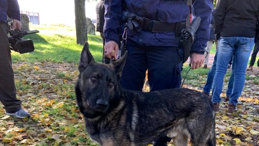 Le Piscine Lido verranno demolite per garantire l'ordine pubblico. 600mila€ di costo. Al loro posto la "fantasia al potere" 1 cane pico antidroga polizia municipale verona 3 2