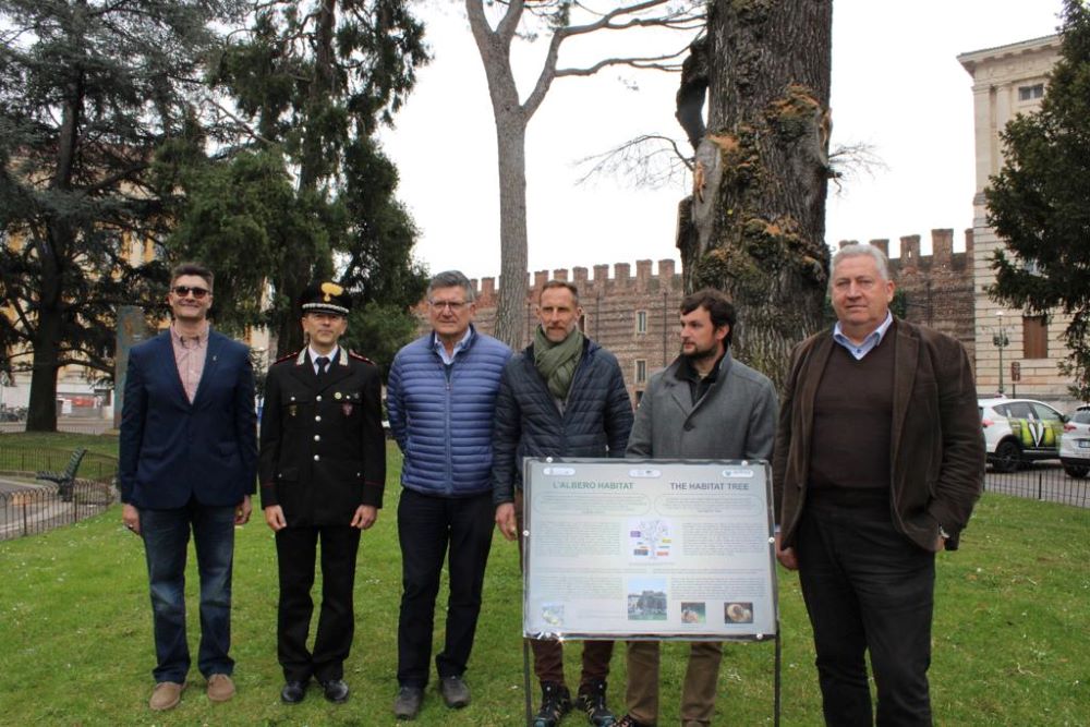 Albero Habitat, così le piante a fine vita di Verona rinascono senza venir abbattute