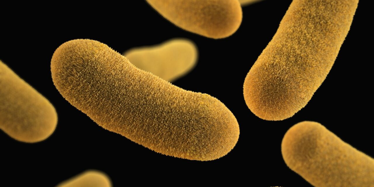 Nessuna infezione da Citrobacter in Terapia Intensiva Neonatale