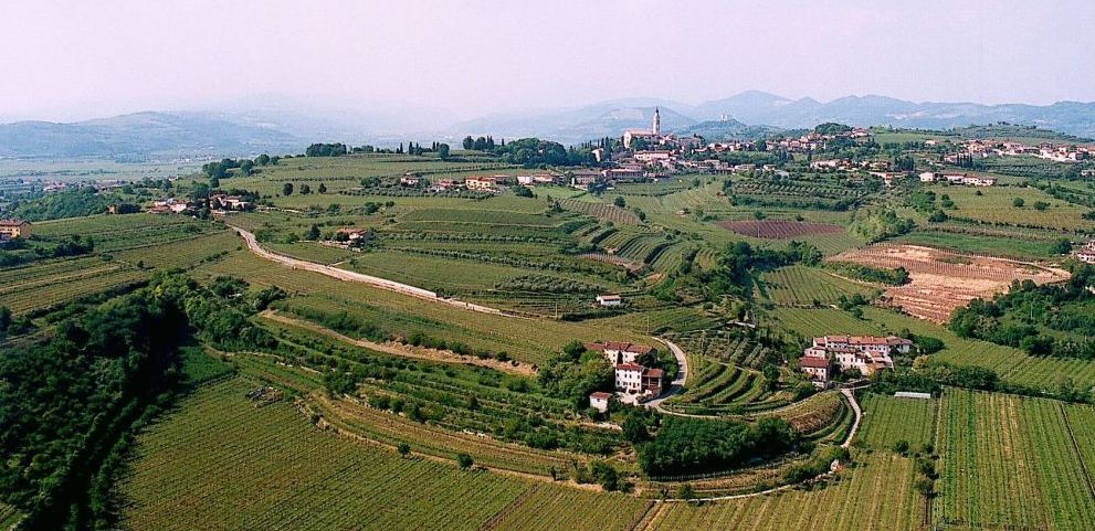 A Colognola ai Colli la produzione stimata per quest’anno dei “bisi” Verdoni nani si attesta sui mille quintali. Torna la tradizionale sagra.
