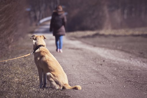 Pene più severe per chi abbandona gli animali