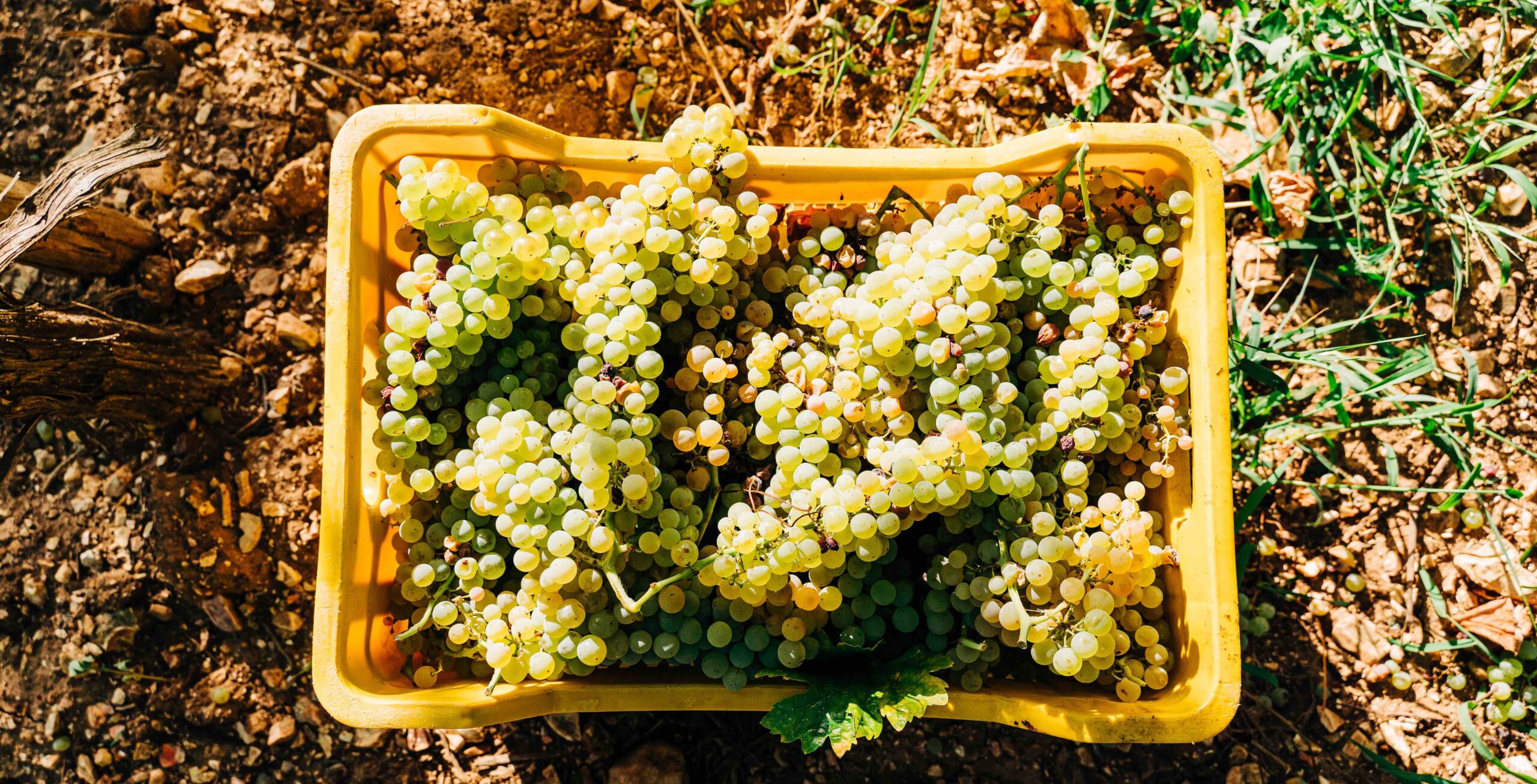 Coldiretti: se quest’anno vogliamo fare la vendemmia mancano 20 mila lavoratori