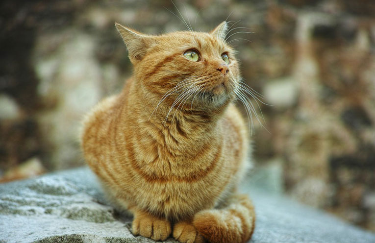 Verona capitale del regno felino. In arrivo i gatti più belli del mondo 1 gatti