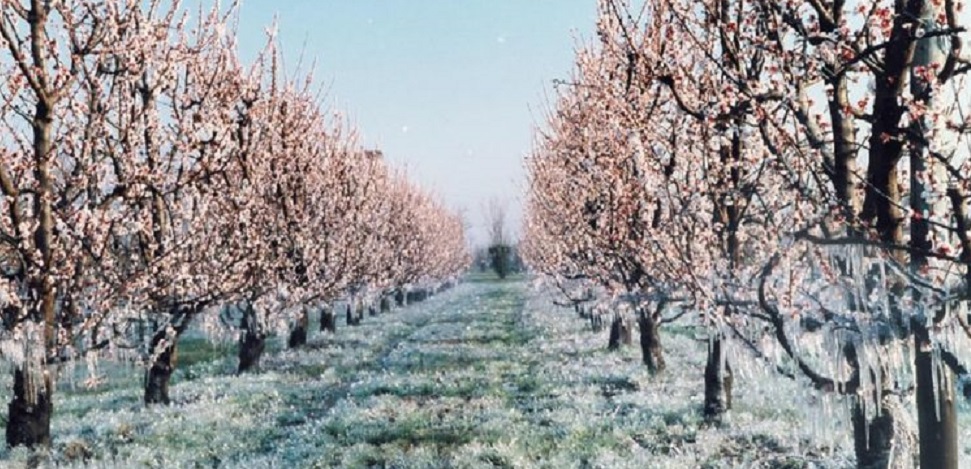 Gelate 2021, arrivano in questi giorni i risarcimenti: 20 milioni nelle tasche degli agricoltori veronesi