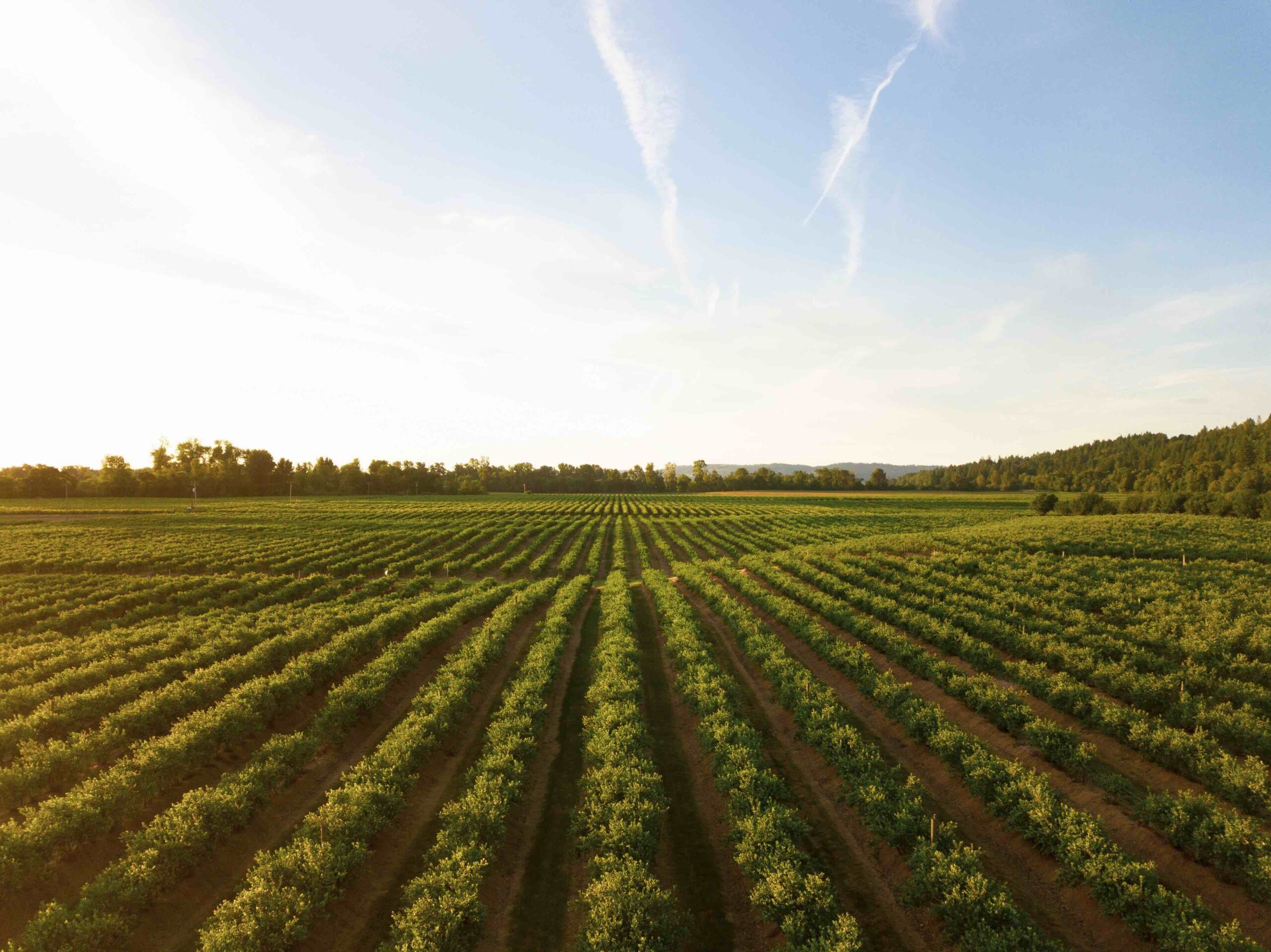 La Regione è in ritardo coi pagamenti in agricoltura. Situazione grave