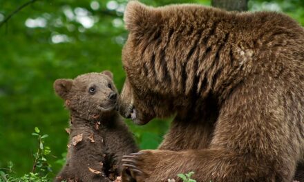 Flash mob animalista in difesa di orsi e lupi alla Casa di Giulietta