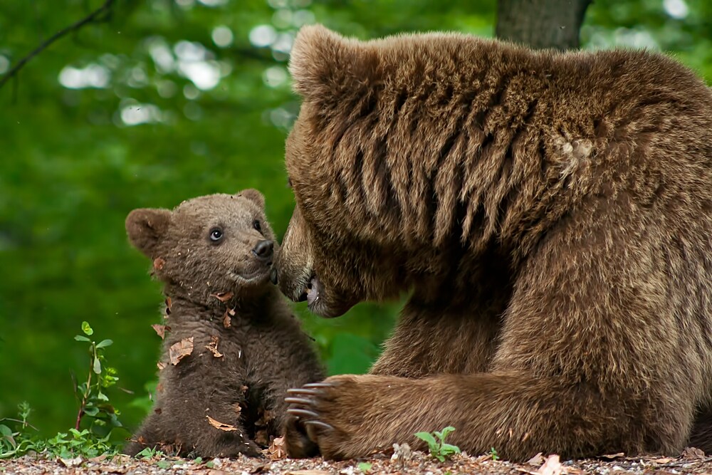 Avvistato un orso con cucciolo a Cazzano di Tramigna: indaga la Polizia provinciale