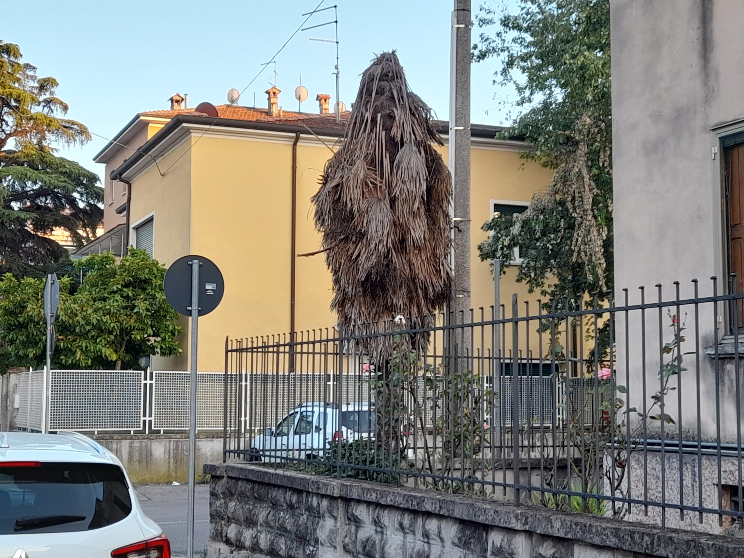 La strage silenziosa delle palme di Verona. Tutta colpa di una farfalla argentina