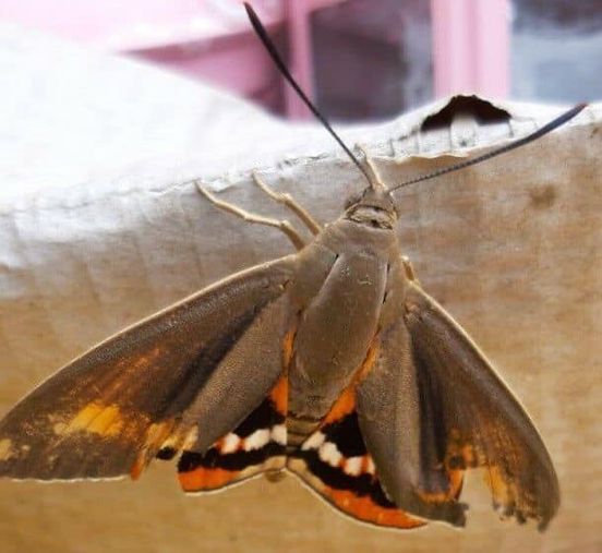 La strage silenziosa delle palme di Verona. Tutta colpa di una farfalla argentina 1 paysandisia archon farfalla delle palme